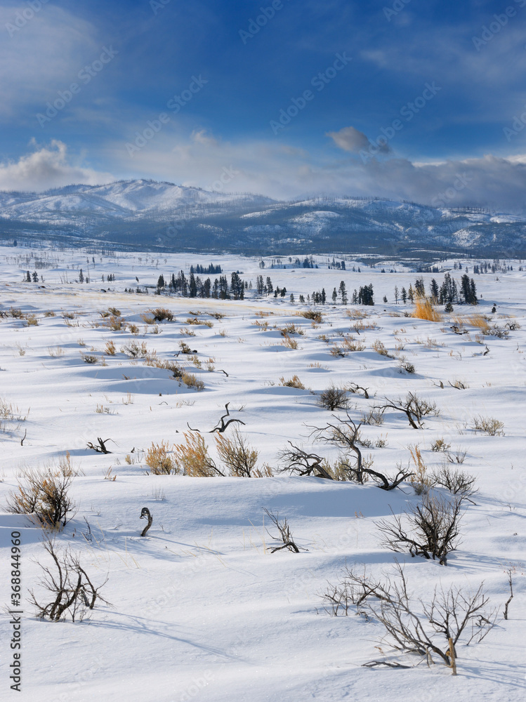 Sagebrush on Blacktail Deer Plateau in winter with Washburn Range in Yellowstone National Park