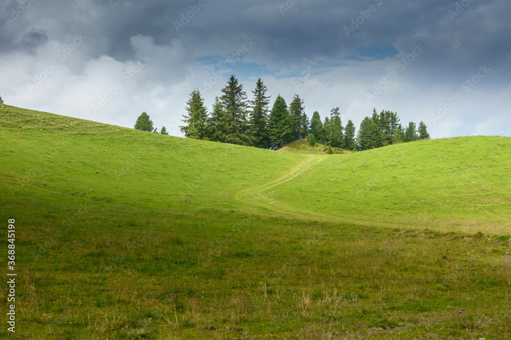 Feldweg in einen Fichtenwald in Tirol