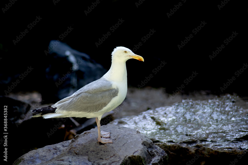 Fototapeta premium une mouette sur un rocher 