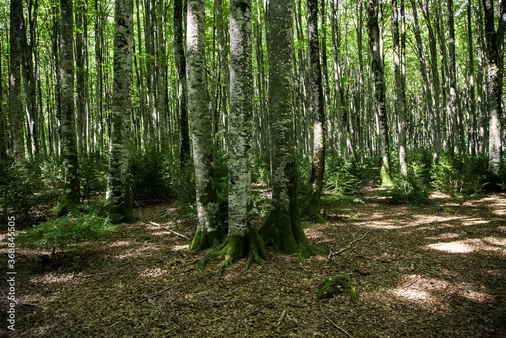 Fototapeta premium Forest in belagua