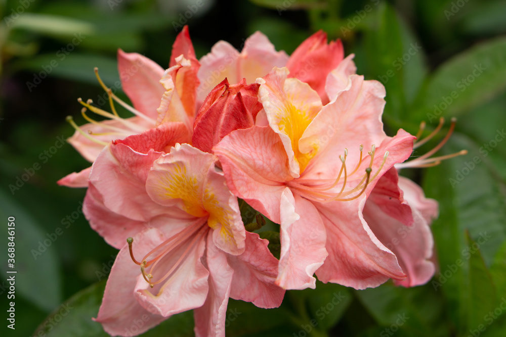 Obraz premium colorful rhododendron flowers or blossoms in the forest