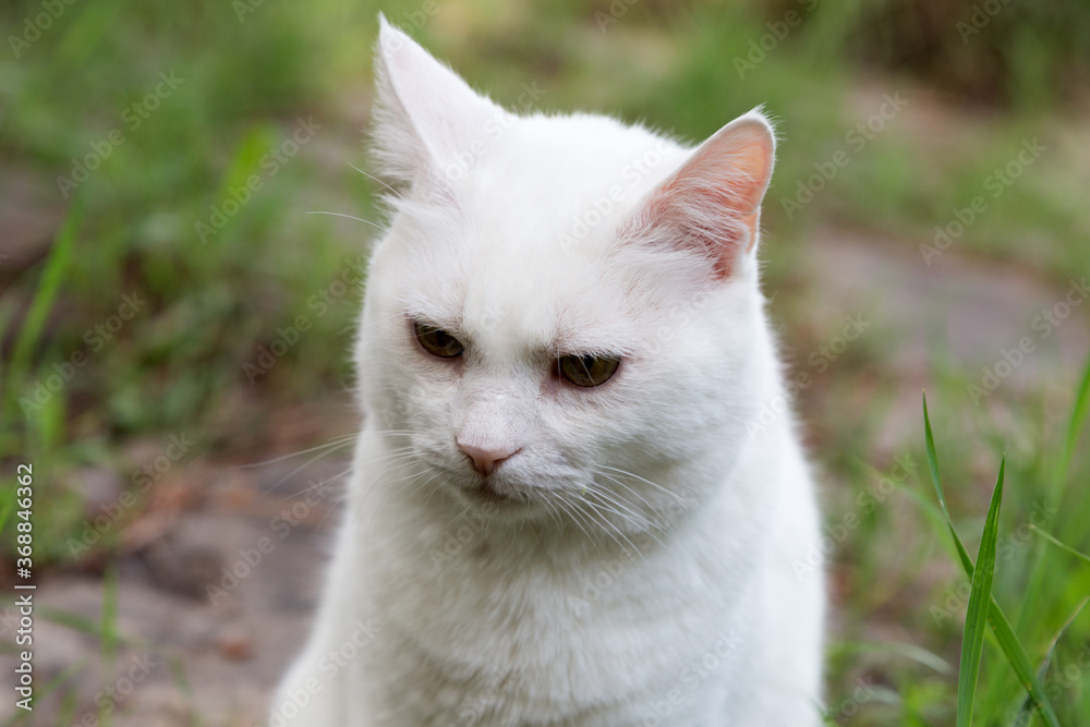 White Cat in the village on evening. White Cat in the village on evening.