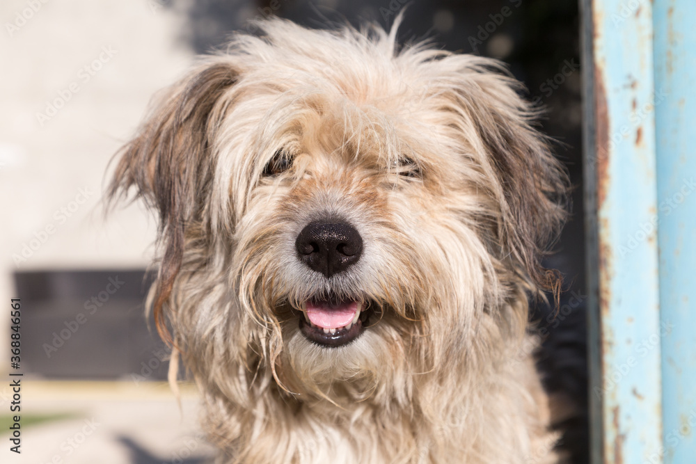 Portrait of a cute shaggy mixed breed dog.