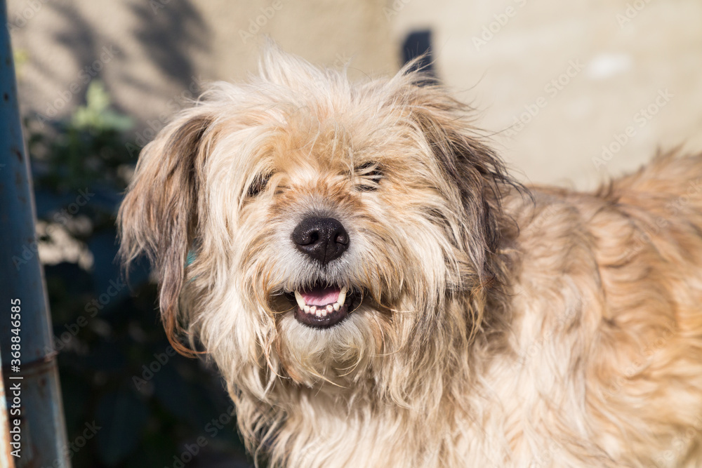 Portrait of a cute shaggy mixed breed dog.