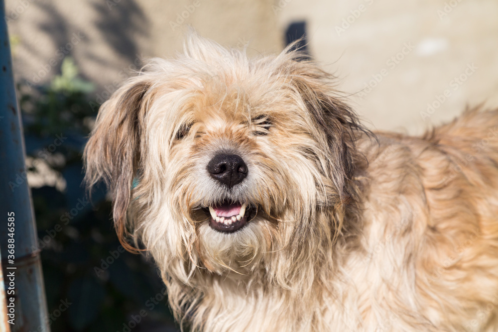 Portrait of a cute shaggy mixed breed dog. Portrait of a cute shaggy mixed breed dog.
