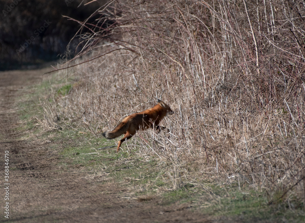 Obraz premium Red Fox