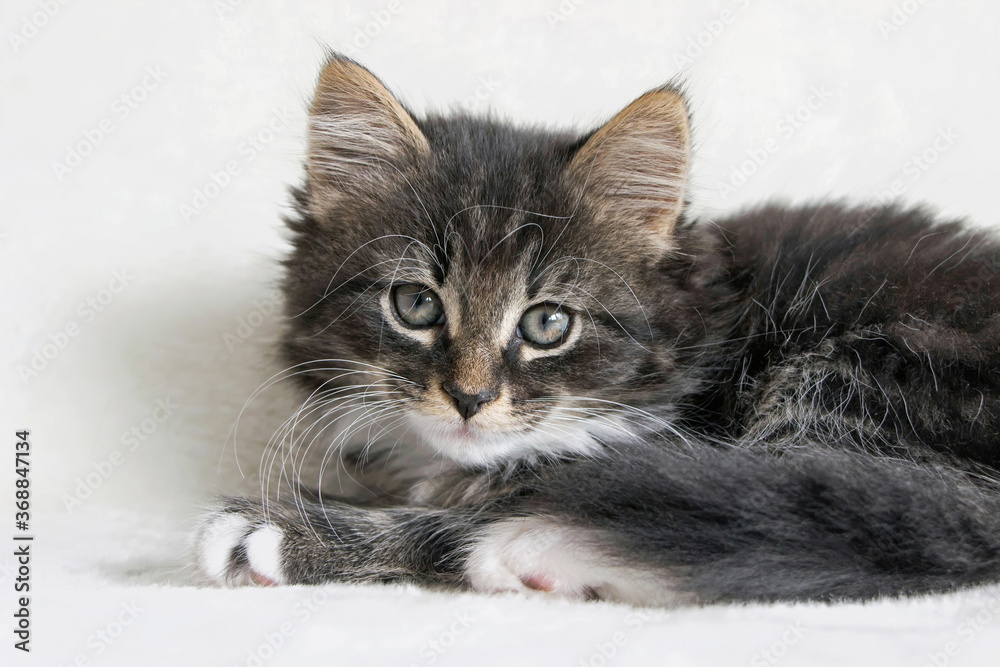 Fototapeta premium close up of a long hair Norwegian forest cat kitten on white blanket