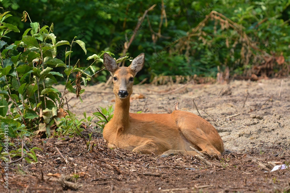 deer in the forest deer in the forest
