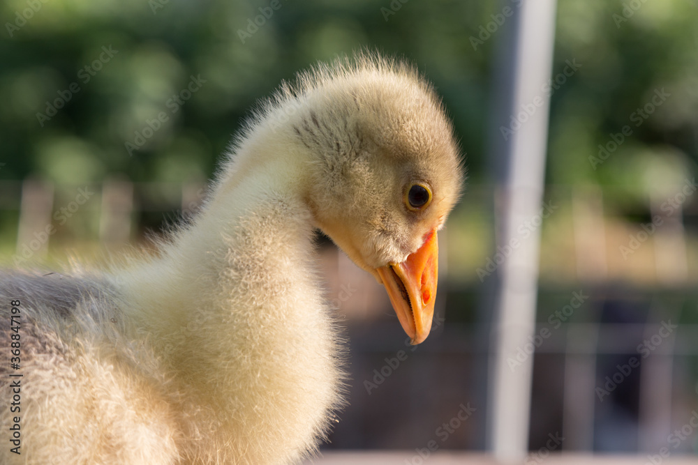 Fototapeta premium A young goose is carried on the arm.