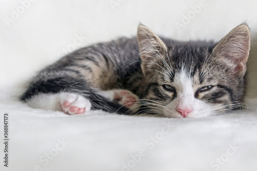 close up of a tiger pattern tabby kitten on white blanket 
