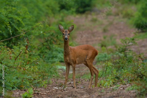 deer in the woods