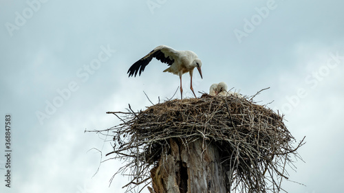 a family of storks in a nest in a tree
