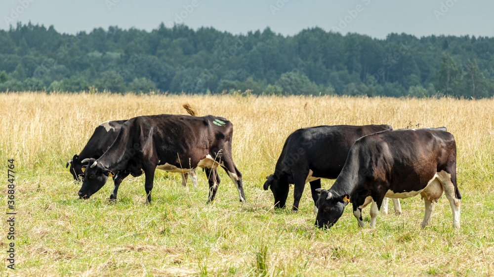 a herd of spotted cows grazing in a meadow a herd of spotted cows grazing in a meadow