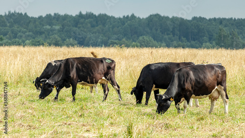 a herd of spotted cows grazing in a meadow
