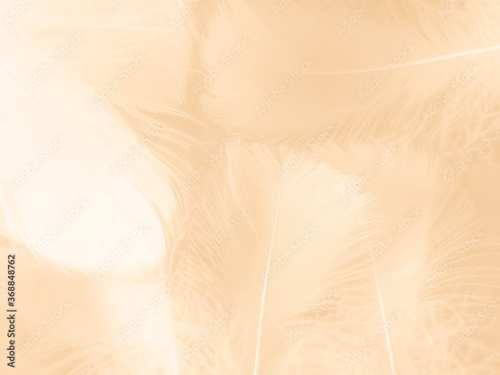 Obraz premium Beautiful abstract white and brown feathers on white background and soft yellow feather texture on white pattern and yellow background, feather background, gold feathers banners