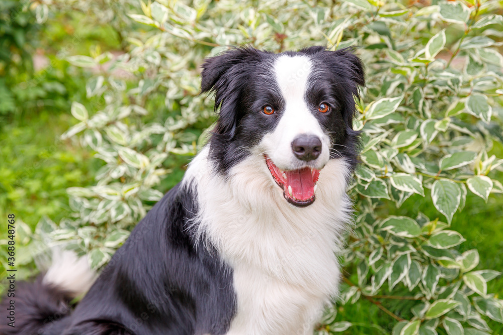 Outdoor portrait of cute smiling puppy border collie sitting on grass park background. Little dog with funny face in sunny summer day outdoors. Pet care and funny animals life concept