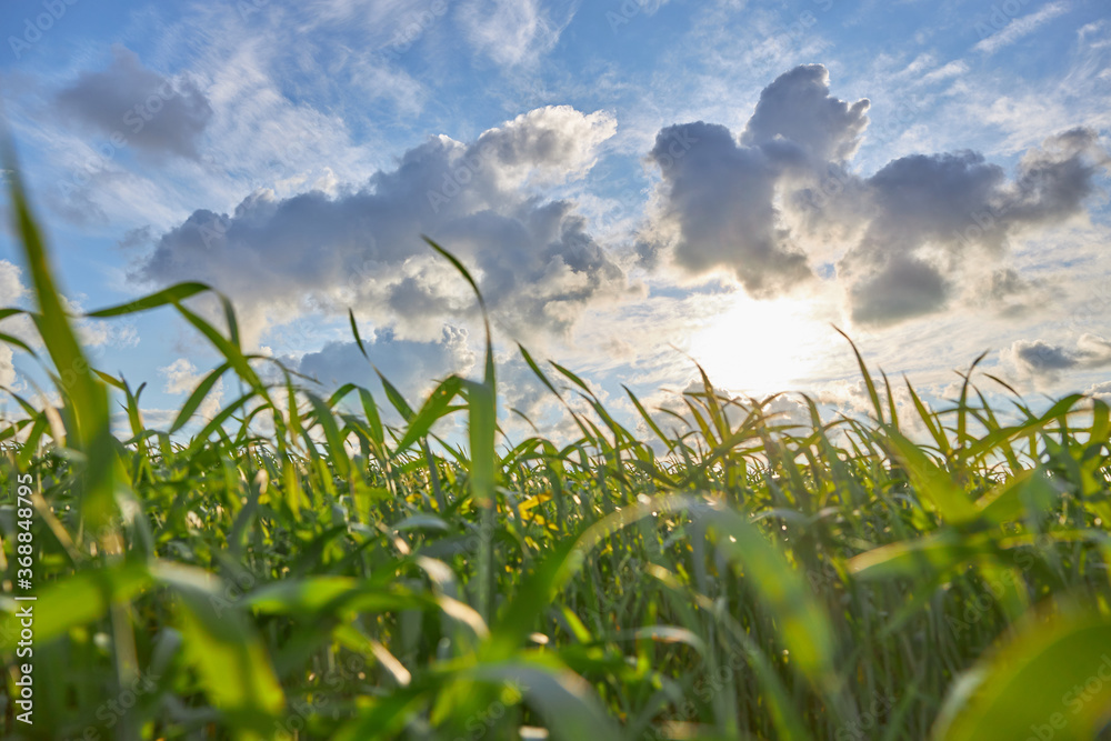 Obraz premium Field of corn against the background of a cloudy sky and the setting sun.