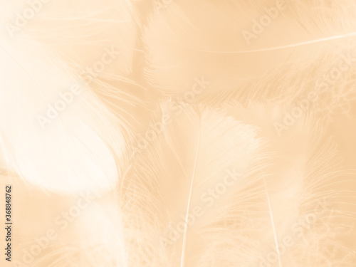 Beautiful abstract white and brown feathers on white background and soft yellow feather texture on white pattern and yellow background  feather background  gold feathers banners
