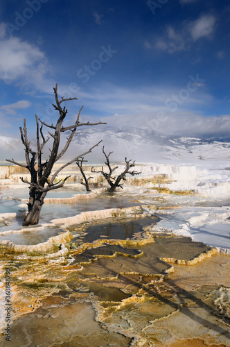 Dead trees and steaming colored travertine pools with snow at the Main Terrace at Mammoth Hot Springs Yellowstone Park in winter