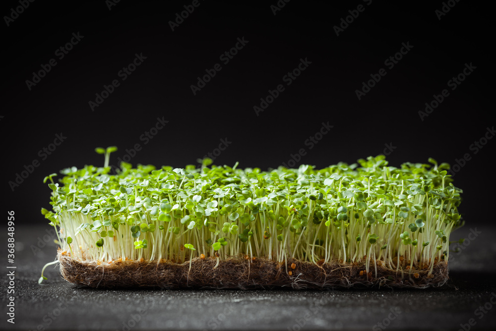 Fresh green sprouts on black background. macro shot of micro greens Fresh green sprouts on black background. macro shot of micro greens