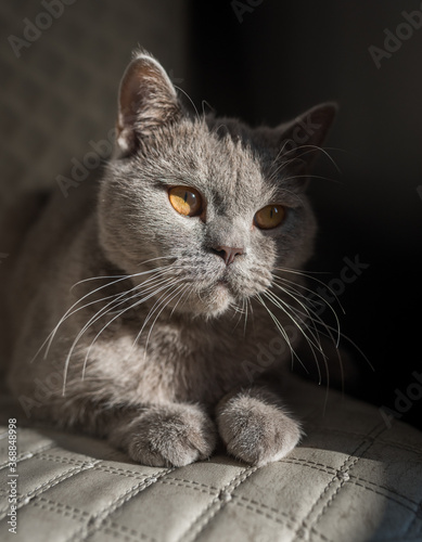 British Shorthair cat lying on white chair. Looking at copy-space. Yellow eyes © Evghenii Blanaru
