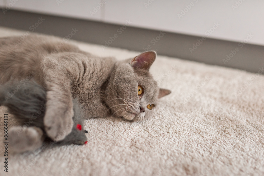 British Shorthair playing with a toy on a white carpet