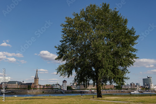 Outdoor sunny view of big tree surround with natural field on riverside of Rhine River, and background of skyline cityscape of old town Düsseldorf city, Germany in summer season.