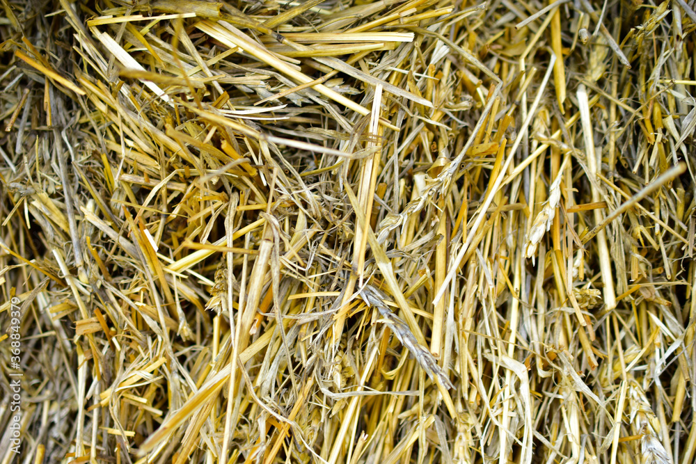 Ears and stalks in a straw haystack close up Ears and stalks in a straw haystack close up