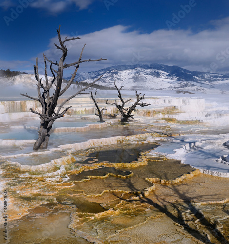Dead trees on Travertine pools at the Main Terrace at Mammoth Hot Springs Yellowstone Park in winter