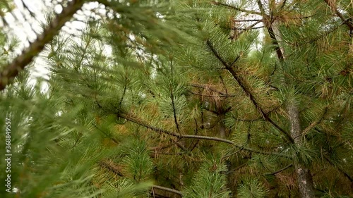 Pine branch close-up in a pine grove.