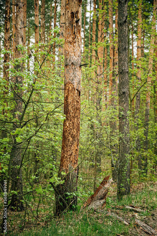 Old Pine Bark Fell Off From Damage To Tree Trunk By Insects - Ants Old Pine Bark Fell Off From Damage To Tree Trunk By Insects - Ants