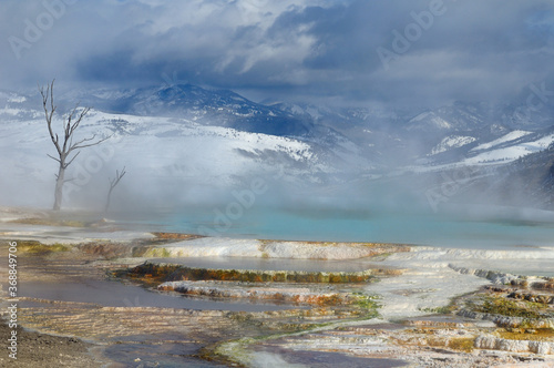 Dead trees and steaming turquoise pool at the Main Terrace at Mammoth Hot Springs Yellowstone Park in winter