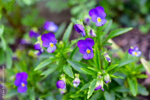 Blue flowers Pansies violets field in the garden