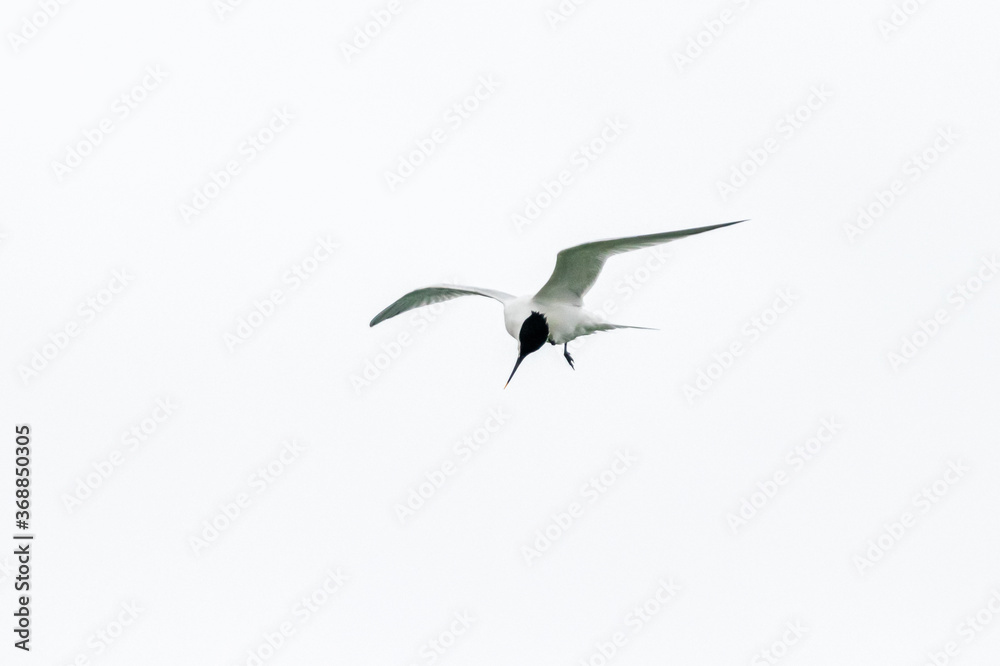 tern photographed in flight on the wild coast of Quiberon tern photographed in flight on the wild coast of Quiberon