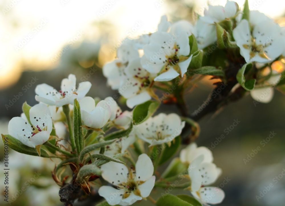 Obraz premium blooming pear in the garden in spring