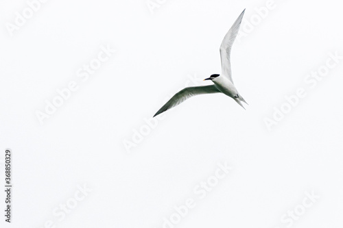 tern photographed in flight on the wild coast of Quiberon © philippe paternolli