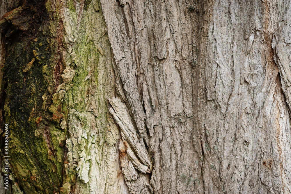 The bark of an old tree texture The bark of an old tree texture