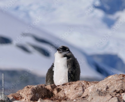 Fluffy Chinstrap penguin chick in colony, before iceberg, Antarctica