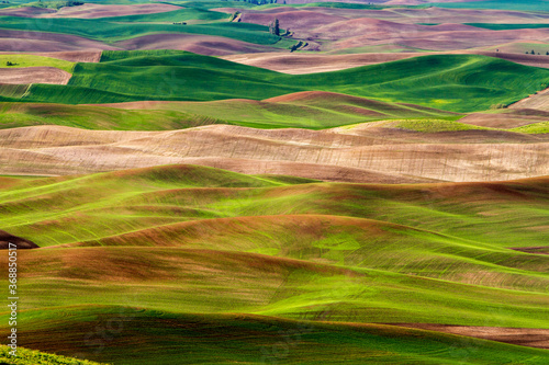 The view in the spring of wheat farms in the rolling hills of the palouse region of eastern washington. © Bob