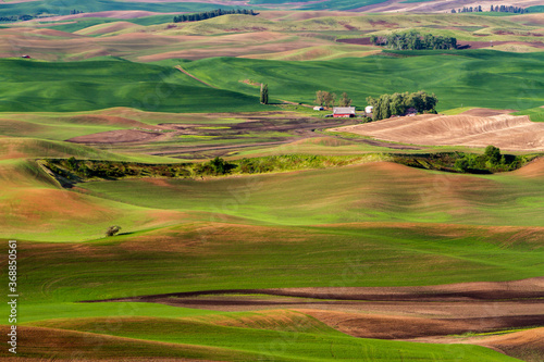 The view in the spring of wheat farms in the rolling hills of the palouse region of eastern washington.