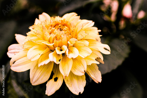 yellow dahlia flower close up