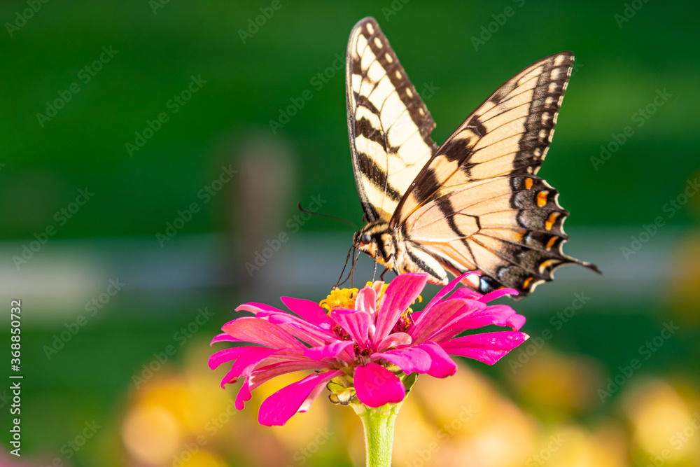 Obraz premium Yellow swallowtail butterfly perched on bright pink zinnia flower in garden