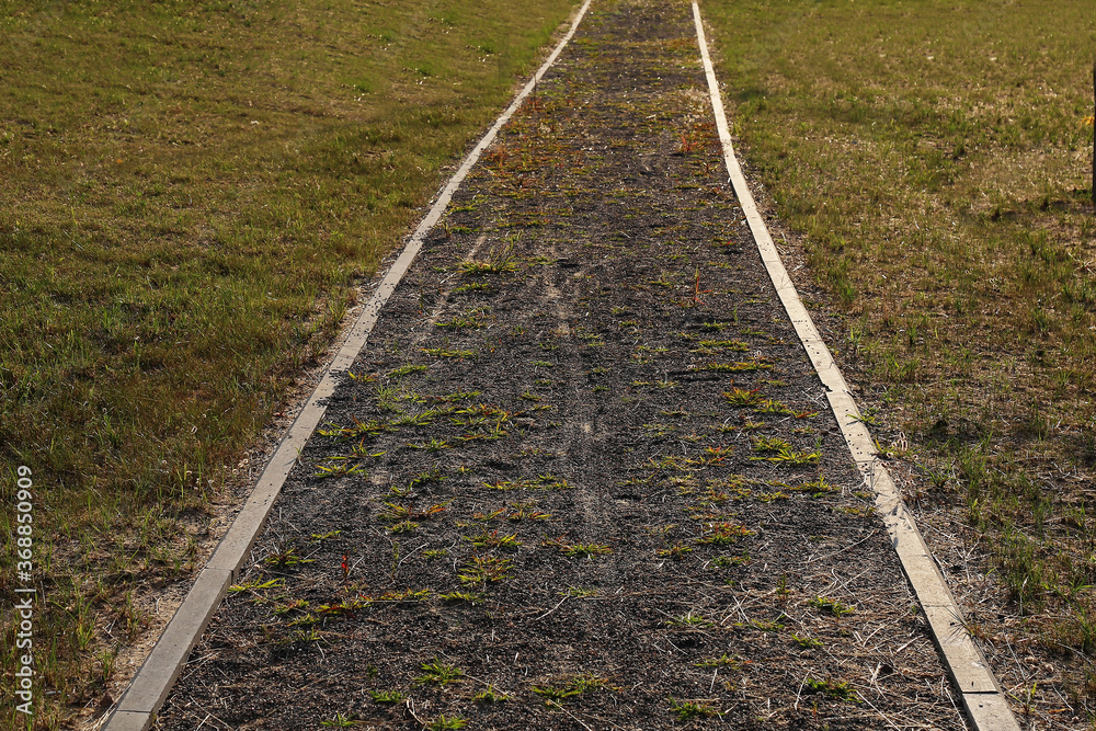 Obraz premium A grassy path. An abandoned road.