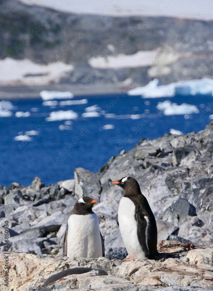 Obraz premium Curious gentoo penguin standing on stone beach before iceberg, Antarctica