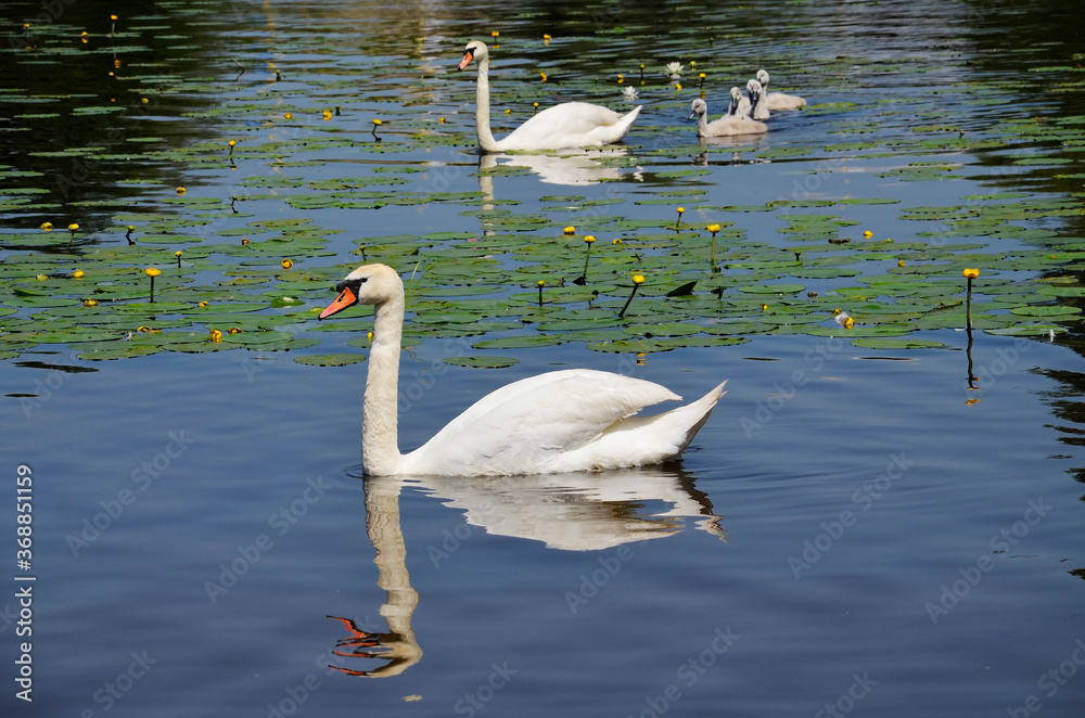 Naklejka premium A large white Swan on the background of a goose and gray goslings. A brood of white swans. Wild, migratory birds.