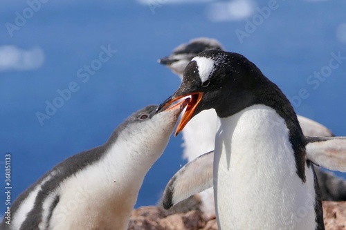 Penguin feeding hungry fluffy chick in colony before iceberg, Antarctica