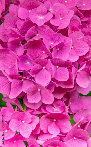 Closeup of pink hydrangea flowers  © Melissa