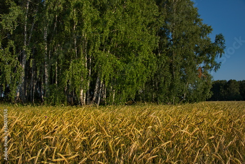 Russia. Krasnoyarsk region. Barley field near the village of Uzhur. photo