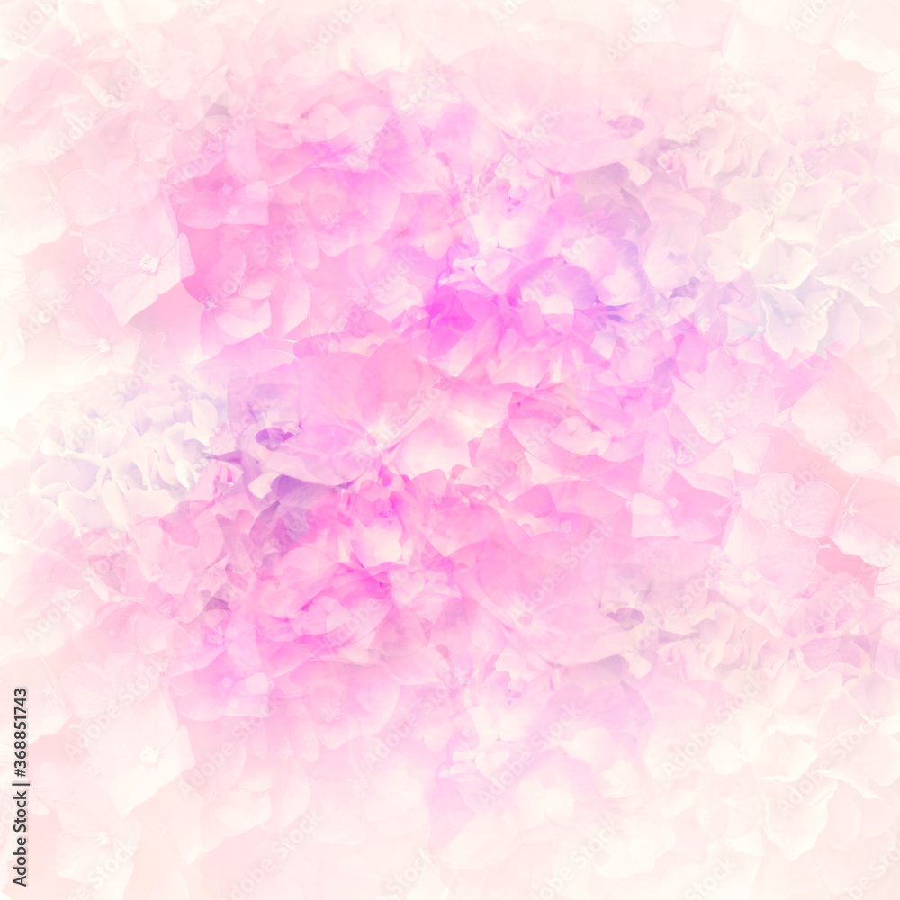 Abstract colorful hydrangea flowers for background,soft focus.