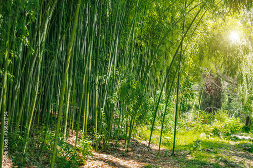 Bamboo forest and thickets with the bright light of the sun  green eco texture.